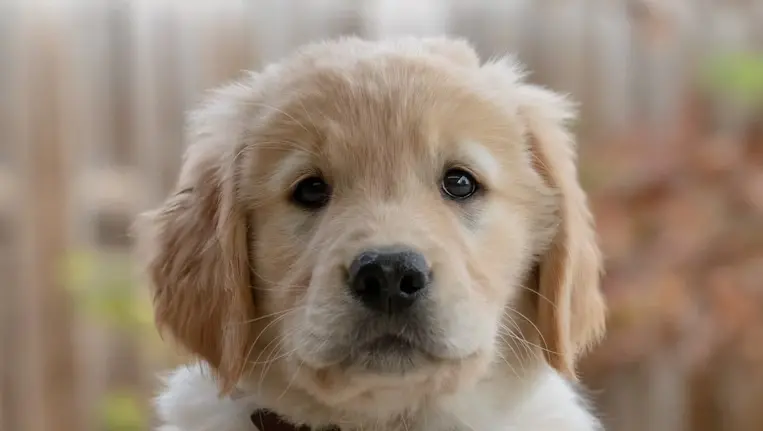 Un cucciolo di Golden Retriever - © www.giornaledibrescia.it