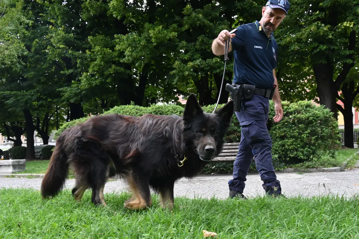 Le Unità cinofile della Polizia locale di Brescia