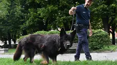 Le Unità cinofile della Polizia locale di Brescia