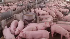 Tra i temi trattati nei convegni anche la suinicoltura