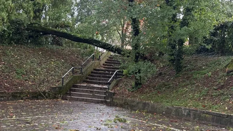 Una pianta caduta sul colle di San Pancrazio - © www.giornaledibrescia.it