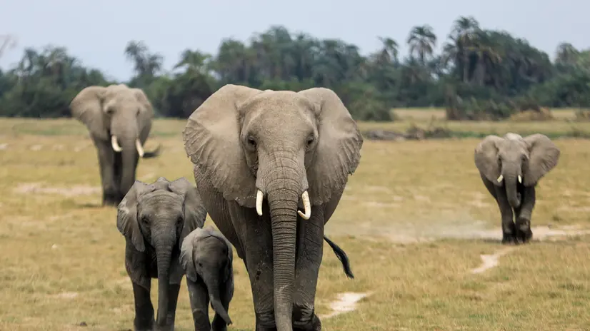 epa08599895 Elephant walk as they graze on World Elephant Day, inside the Amboseli National Park in southern Kenya, 12 August 2020. World Elephant Day is celebrated on 12 August annually. EPA/Daniel Irungu