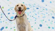 Il 24 settembre verranno specificate le linee guida del trasporto di animali domestici a bordo dei voli - Foto Enac