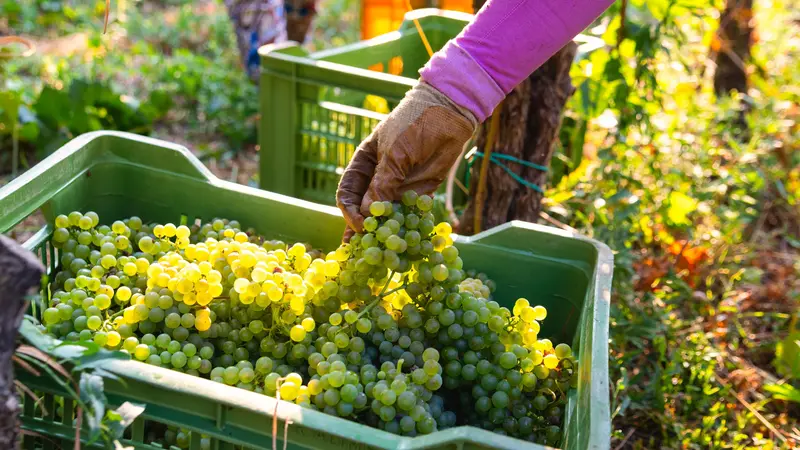 Vendemmia - © www.giornaledibrescia.it