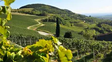 Le colline moreniche del Garda