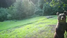 Un orso ripreso da una fototrappola a Sonico - © www.giornaledibrescia.it