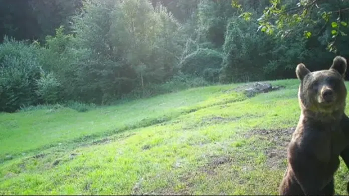 Un orso ripreso da una fototrappola a Sonico - © www.giornaledibrescia.it