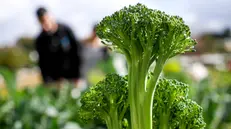 Con la fine di agosto l'orto si prepara alle verdure invernali © www.giornaledibrescia.it