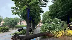 Vento forte nelle Marche, interventi per piante cadute in strada