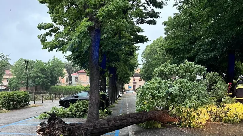 Vento forte nelle Marche, interventi per piante cadute in strada