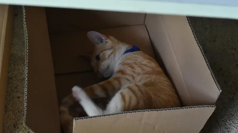 Un gatto in una scatola, foto d'archivio