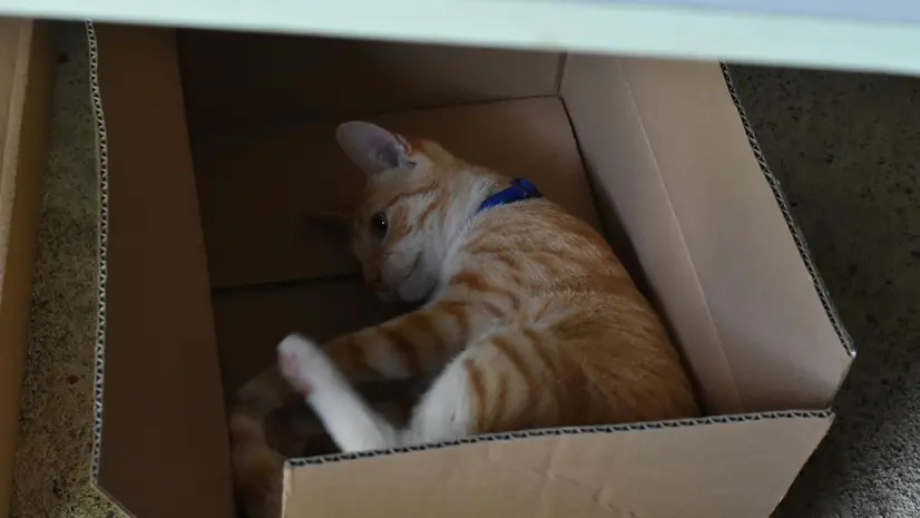 Un gatto in una scatola, foto d'archivio