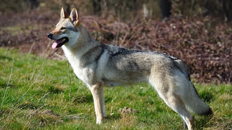 Un cane lupo cecoslovacco
