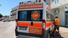 Ambulanza Lav