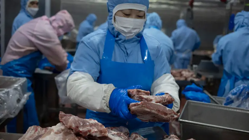 epa11485610 Workers chop European imported frozen pork ribs in Shanghai, China, 03 July 2024 (issued 18 July 2024). China's Ministry of Commerce released a statement on 18 July 2024 that authorities had started conducting an anti-dumping probe into certain pork and pig by-products imported from the European Union (EU) through sampling. The anti-dumping investigation was launched on 17 June 2024. EPA/ANDRES MARTINEZ CASARES