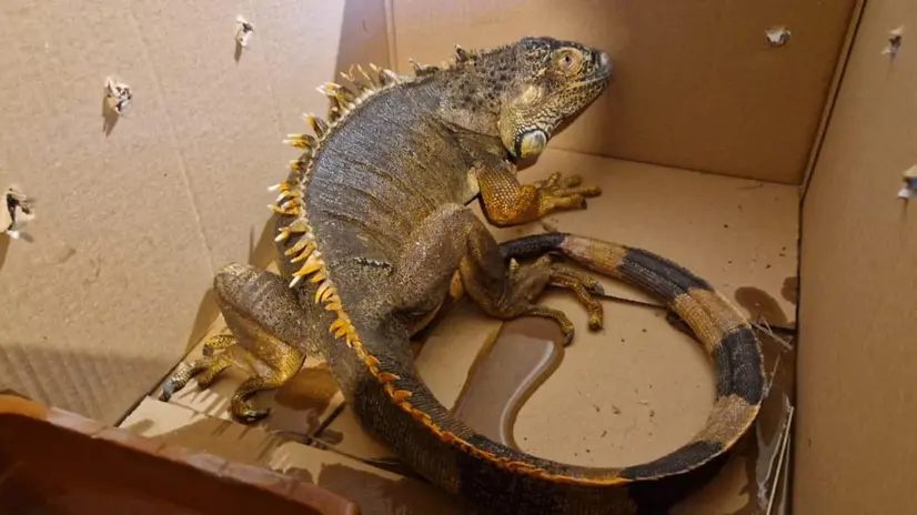 L'iguana recuperata nel bosco di Sedena a Lonato - © www.giornaledibrescia.it