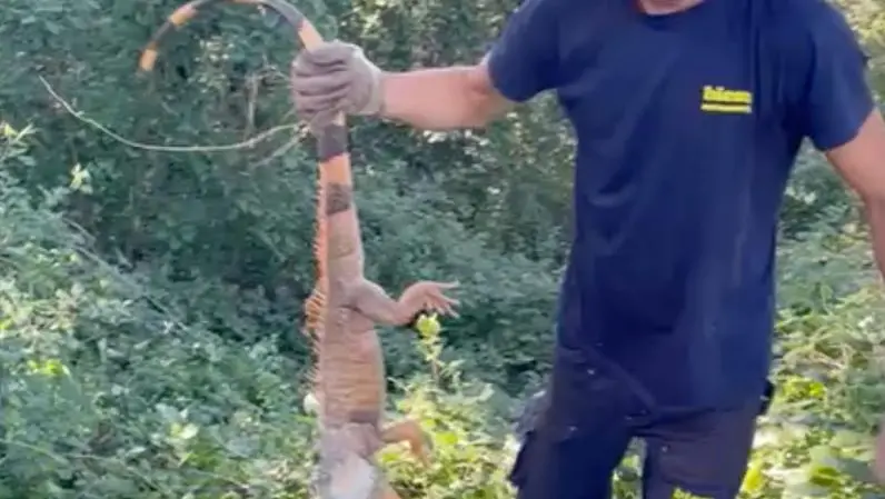 Il recupero da parte dei volontari del Wwf