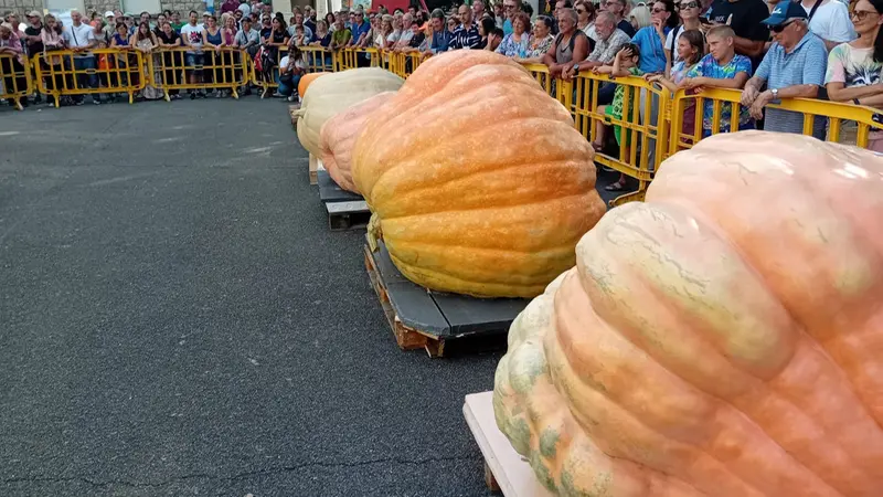 Alcune delle zucche giganti in gara - © www.giornaledibrescia.it