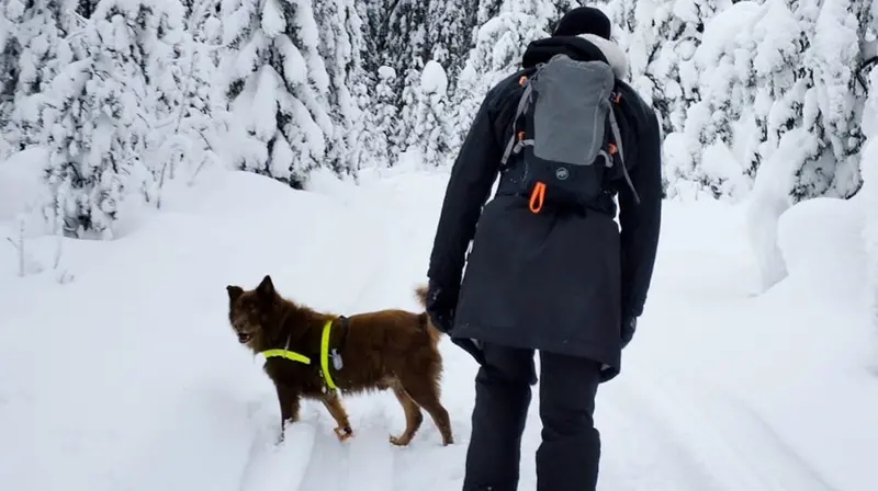 Mini con le ciaspole e il cane