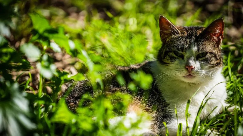 Il 17 febbraio si celebra in Italia la Giornata del Gatto, un’occasione per ricordare l’importanza di questi animali nella nostra vita. La ricorrenza è nata nel 1990 e cade a Febbraio, mese legato al segno zodiacale dell’Acquario, spesso associato all’indipendenza e all’anticonformismo, caratteristiche tipiche dei gatti. In questa giornata, molte associazioni promuovono iniziative per sensibilizzare sull’adozione e la cura dei felini. Un buon pretesto per dedicare qualche attenzione in più al proprio gatto o per considerare di dare una casa a chi ne ha bisogno. Napoli 17 Febbraio 2025. ANSA/CESARE ABBATE