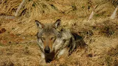 Lupo in Trentino, nell'alta Val di Non. ANSA/UFF STAMPA PROVINCIA AUTONOMA DI TRENTO +++NO SALES, EDITORIAL USE ONLY+++