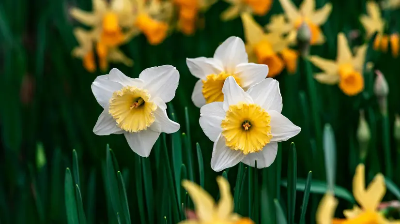 Narcisi