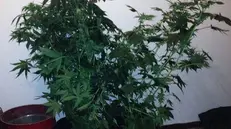 Piante di marijuana, colrivate in vaso in casa. ANSA/CARABINIERI ROVERETO +++NOSALES, EDITORIAL USE ONLY+++