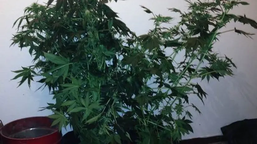 Piante di marijuana, colrivate in vaso in casa. ANSA/CARABINIERI ROVERETO +++NOSALES, EDITORIAL USE ONLY+++