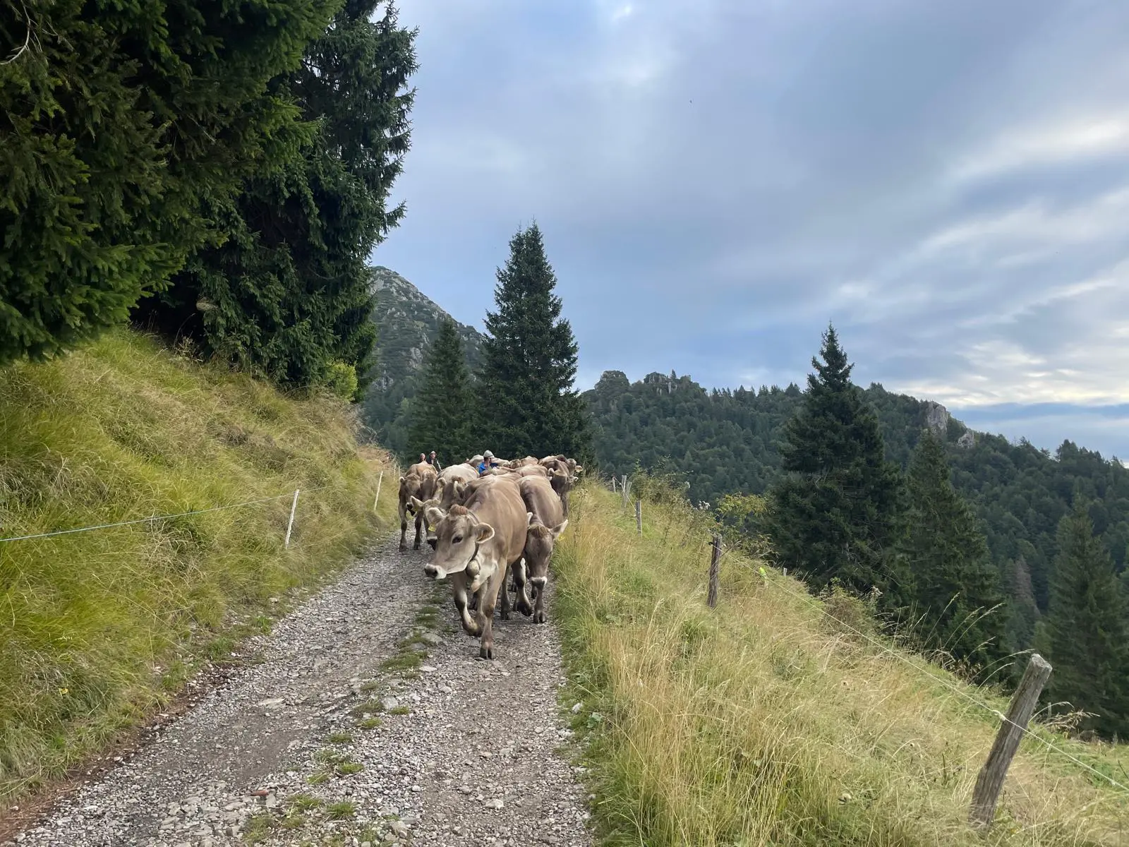 Il rito della transumanza si rinnova a Tremosine