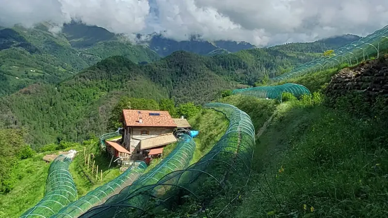 Il terreno a Bovegno di Cosa tiene accese le stelle - © www.giornaledibrescia.it