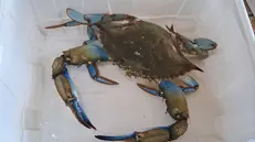 Granchio blu invade stagni Sardegna