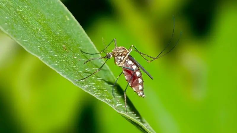 Il virus viene trasmesso dalla zanzara tigre