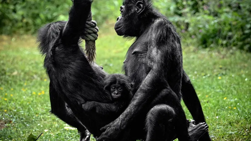 epa08464695 A newborn bonobo baby clings to its mother in the enclosure at the Zoo in Cologne, Germany, 04 June 2020. The bonobo female â€˜Balinaâ€™ was born on 07 December 2019 by its mother 25-year-old mother â€˜Bintiâ€™ (L) who is correlating with 13-year-old father â€™Kivuâ€™ (R). EPA/SASCHA STEINBACH