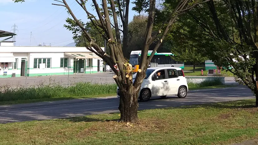 Riqualificazione alberature in via Labirinto a Brescia