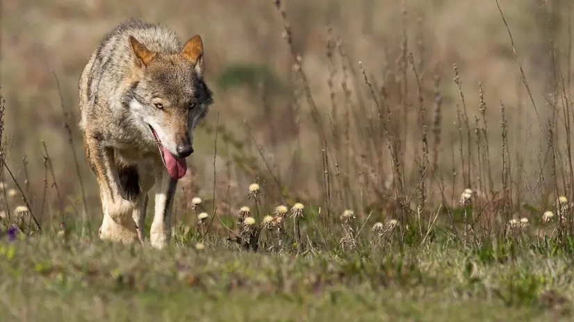 ANCONA, 24 GEN - Parco dei Monti Sibillini.