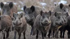 Cinghiali in una foto diffusa da Coldiretti Basilicata