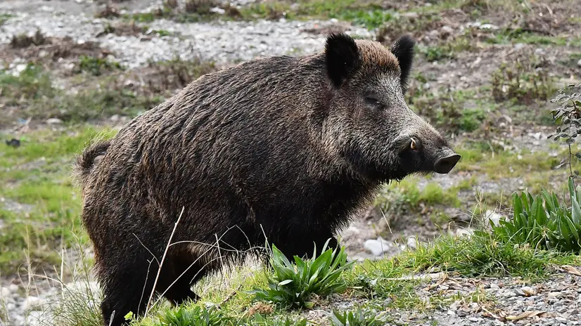 Un cinghiale 'urbano' nel letto del torrente Bisagno che ospita una folta comunita' di cinghiali. Oggi c'e' stato un incontro tra gli esperti della UE-Regione Liguria per fare il punto sulle misure emergenziali adottate in contrasto alla peste suina. Genova, 09/02/2022 ANSA/LUCA ZENNARO