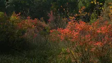 L'arrivo del caratteristico colore ambrato