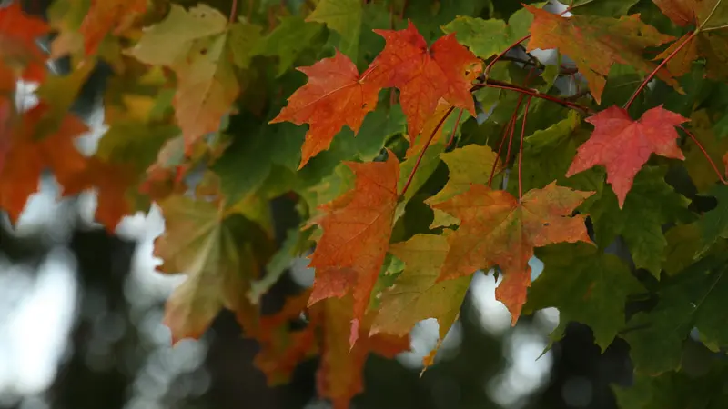 Con l'atunno, luce e colori cambiano