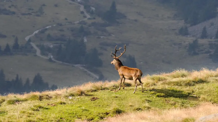 Un cervo sopra Ponte di Legno - Foto Stefano Sandrini
