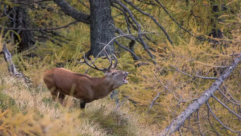 Il bramito del cervo - Foto Stefano Sandrini