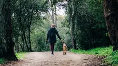 In Alto Adige anche si potrebbe pagare la tassa di soggiorno anche per i cani