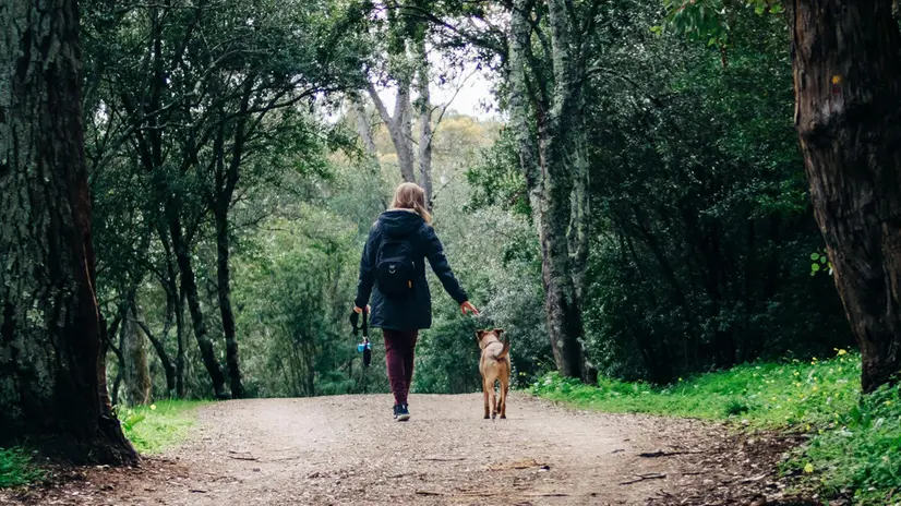 In Alto Adige anche si potrebbe pagare la tassa di soggiorno anche per i cani