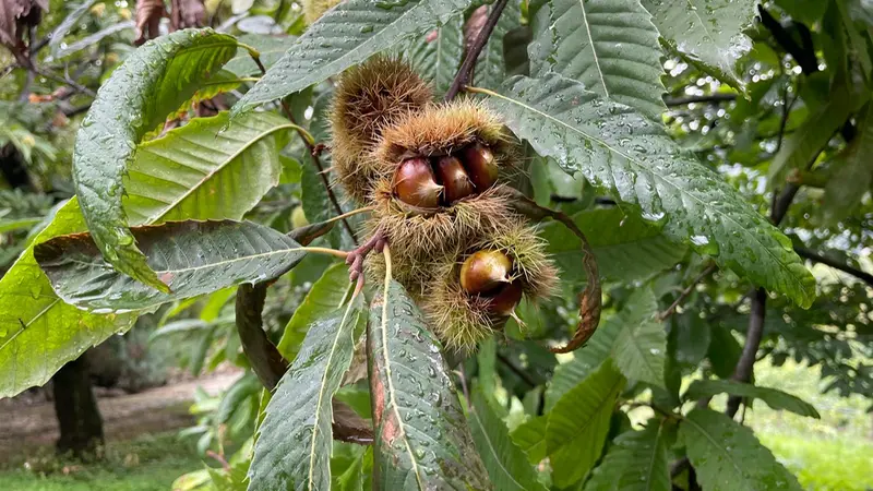 Frutti del castagno nel Parco della biodiversità - © www.giornaledibrescia.it