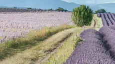 Una coltivazione di lavanda