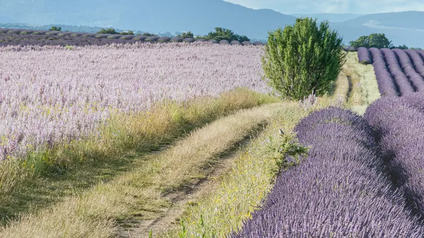 Una coltivazione di lavanda