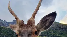 Bambi, un cerbiatto raccolto nel bosco due anni fa da un cavatore-allevatore del posto, adottato dalla sua famiglia che, però, ora rischia di perderlo, Sondrio, 19 Agosto 2022. ANSA/MICHELE PUSTERLA