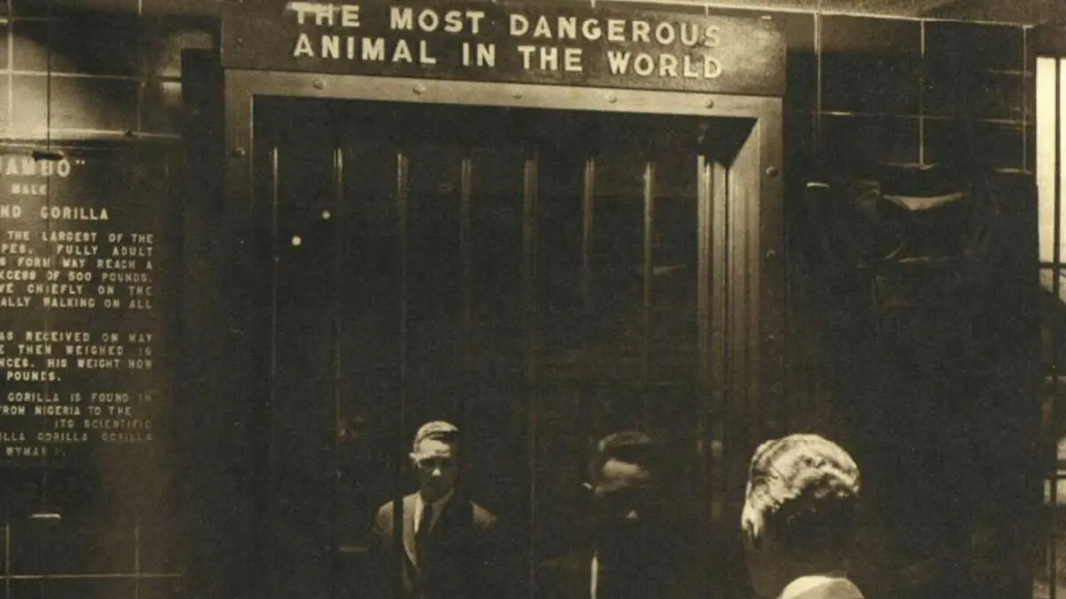 La mostra organizzata nello zoo del Bronx nel 1963 © Gary Winogrand