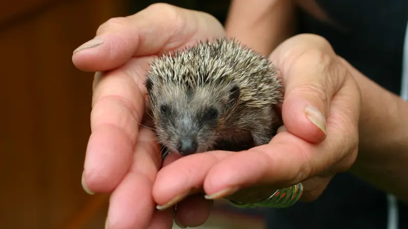 Un riccio - © www.giornaledibrescia.it