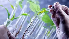 La Lombardia sperimenta la Tea su mais e vino - © www.giornaledibrescia.it